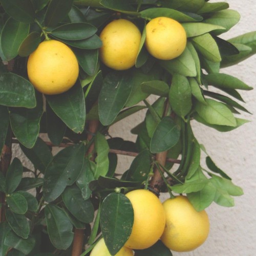 Citrus meyer lemon fragrant - meyer,