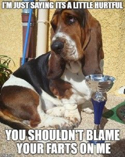 Funny basset hound - basset,