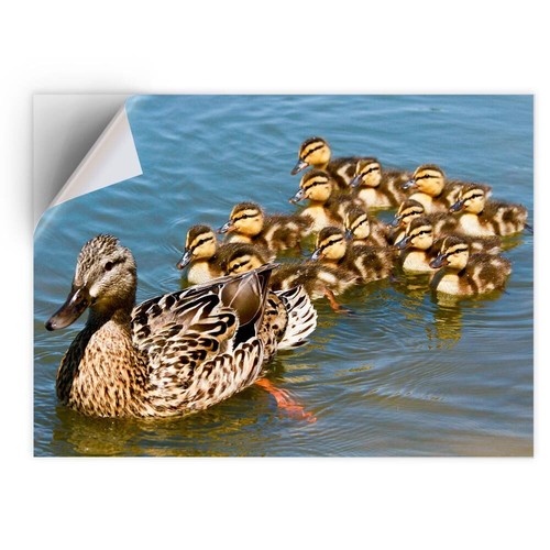 Vinyl sticker mallard duck - vinyl,