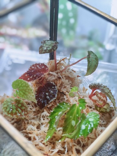 Rare mini terrariums - 🌿, 🌿
