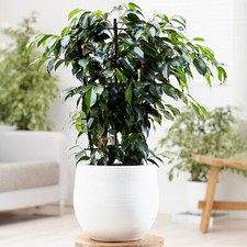 Ficus benjamina Danielle - Weeping Fig | Evergreen Indoor 30-40cm Potted Plant