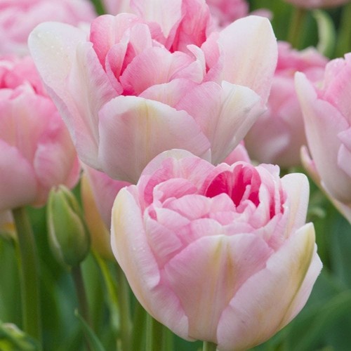 10x angelique tulip bulbs - 10x,