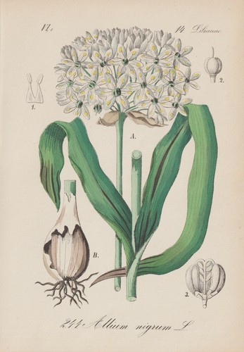 Black leek - black,