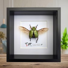 Chrysina adolphi Taxidermy