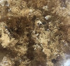 Sea Anemone ( Rock Flower)