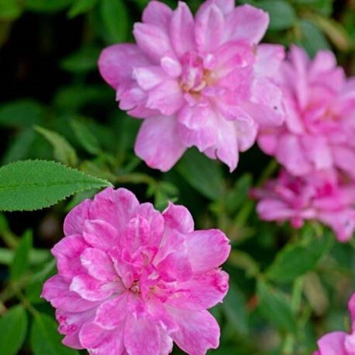 Rosa pompon paris 9cm - pompon,