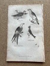 Antique engravings of Arctic Gulls Lanner Swallow Tailed Falcon Shrike 1828