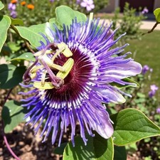 Passiflora Purple Haze Passion