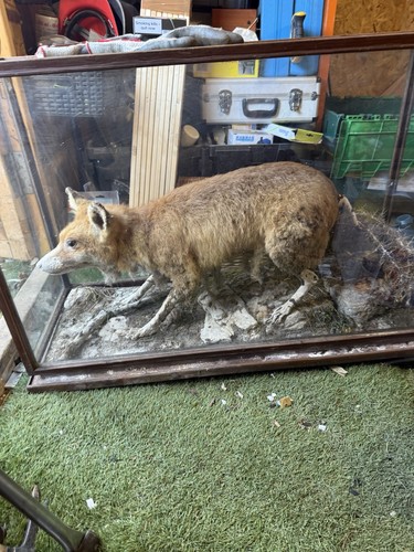 Red fox glass - glass, cabinet