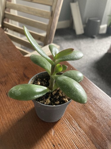 Rooted jade cutting - rooted,