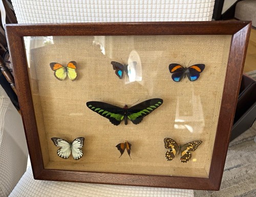 Butterfly taxidermy framed - butterfly,