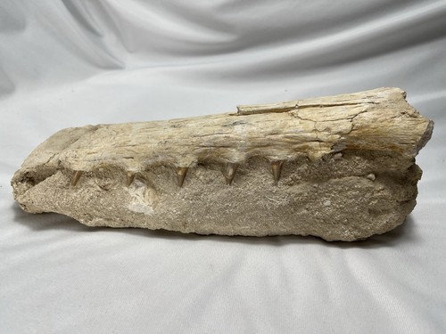 Cretaceous crocodile upper jaw - cretaceous,