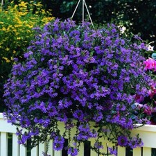 Scaevola Aemula Plug Plants