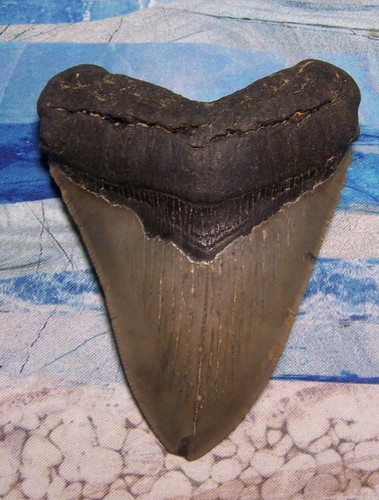 Megalodon shark tooth 4 - shark, 1/4"