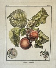 Antique French Botanical