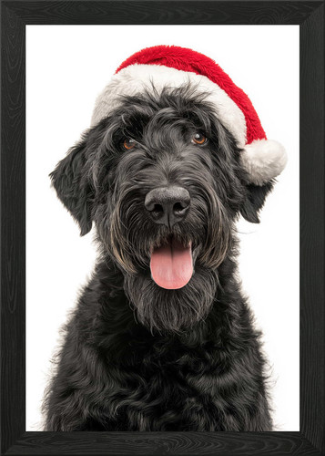Black russian terrier dog - black,