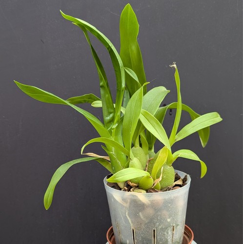 Cymbidium orchid dwarf - cymbidium,