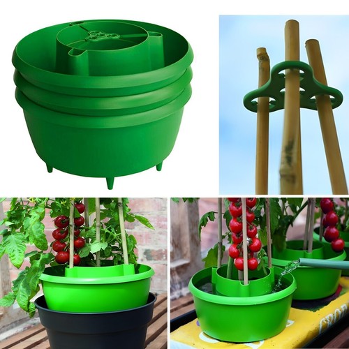 Tomato plant halos green - tomato,