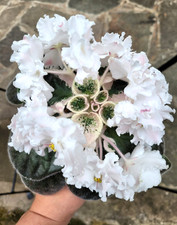 Variegated African Violet