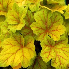 Heuchera ‘Electra’ – 3