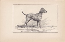 1900 BEDLINGTON TERRIER DOG Print - Antique - R. H. Moore - 8.6 x 5.6 Inches
