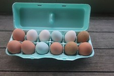 Styrofoam Bulk Egg Cartons (50