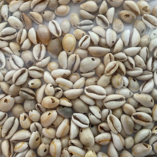 Small natural cowrie shells - natural,