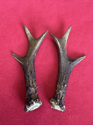 Pair roe deer - pair, of