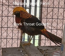 PRESALE-2 Darkthroat Golden