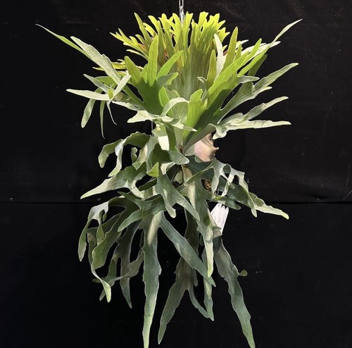 Platycerium konayuki - platycerium, “konayuki”