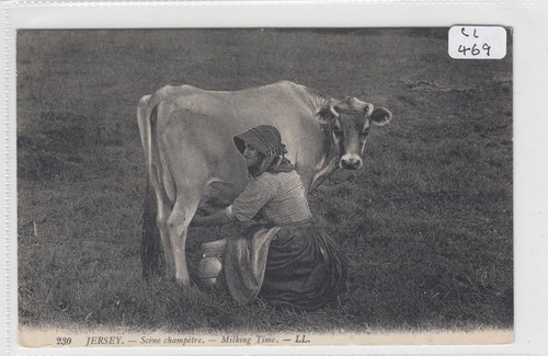 Jersey milking time - jersey,