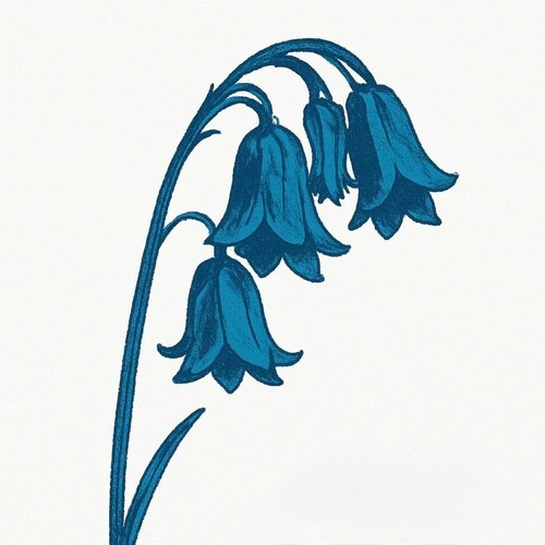 The bluebells this - :,