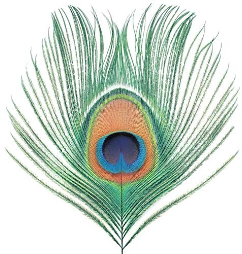 Xtc apple venus - -,