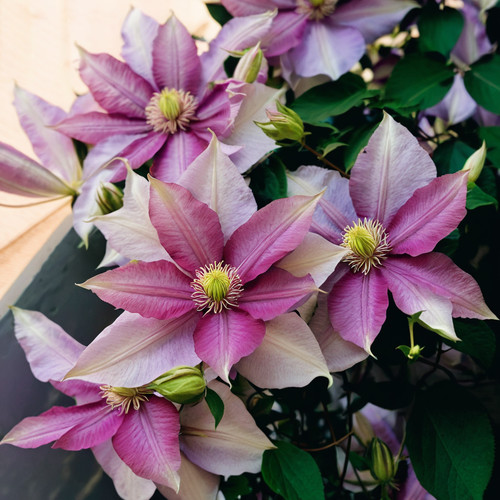 Double white pink clematis - pink,