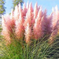 Pampas Grass Pink Feather Cortaderia selloana - Perennial seeds - Grow your own