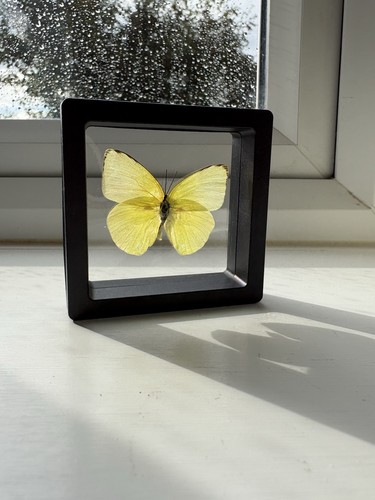 Taxidermy framed transparent