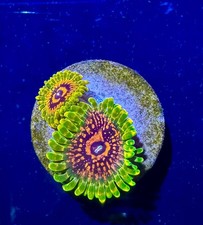 Grand Master Krakatoa GMK High End Zoa Zoanthid WYSIWYG Frag Coral