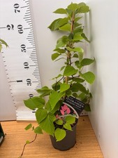 climbing Hydrangea