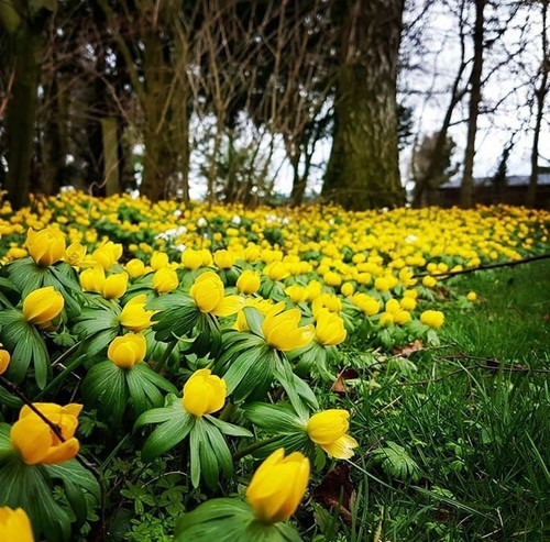 Winter aconites the - winter, in