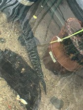 20” Tiger Shovelnose And