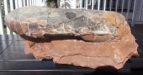 Dinosaur egg theropod rare - -,