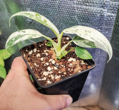 Highly variegated rhapidophora - variegated,