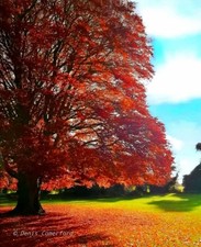 Copper Beech  Purple Beech  10