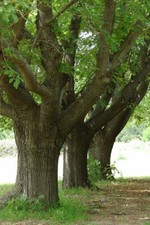Morus alba White Mulberry Tree