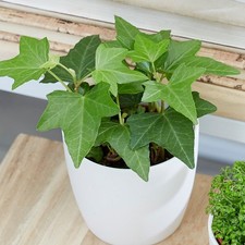 Hedera helix english ivy - helix,