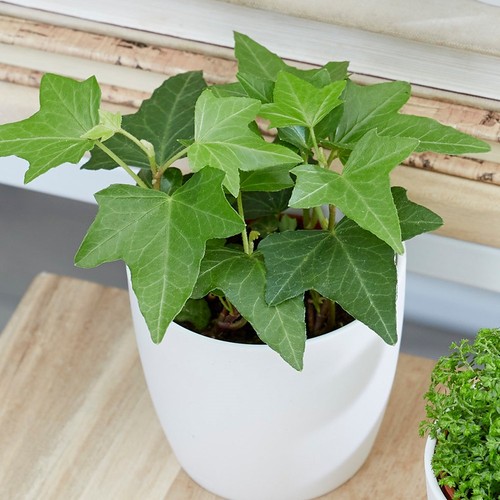 Hedera helix english - helix,