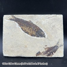 Knightia alta fish fossil in