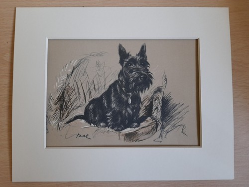 Highland terrier lucy - , dawson