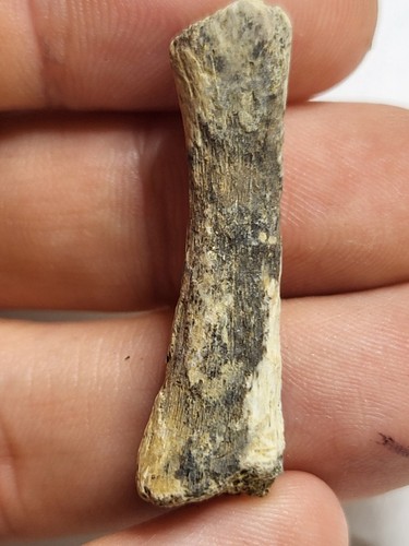 Dinosaur limb fossil hell - dinosaur,