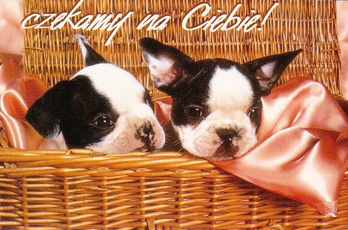 Boston terrier puppies - boston,